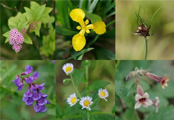 1605058482456_465.jpg 微信图片_20201111093325.jpg